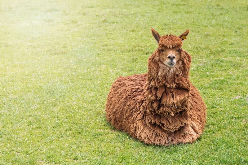 Auf dem Golfplatz geht es tierisch ab!