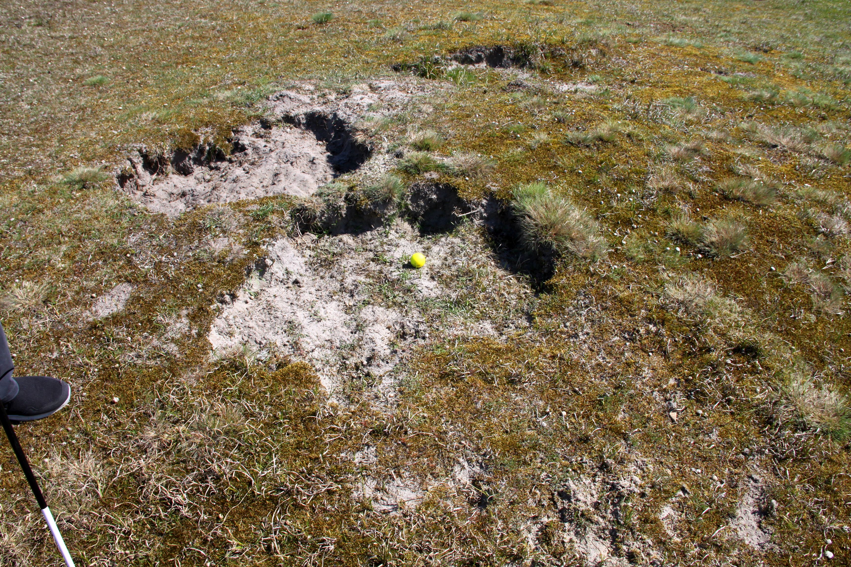 Warum bleibst du auch nicht auf dem Fairway?