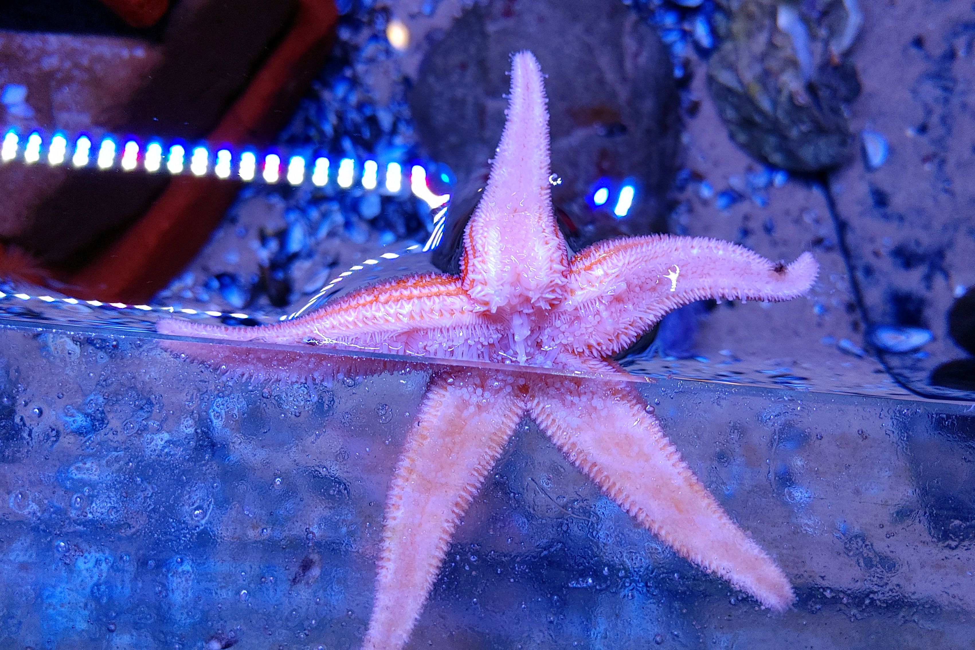 Seestern von unten im Naturhaus