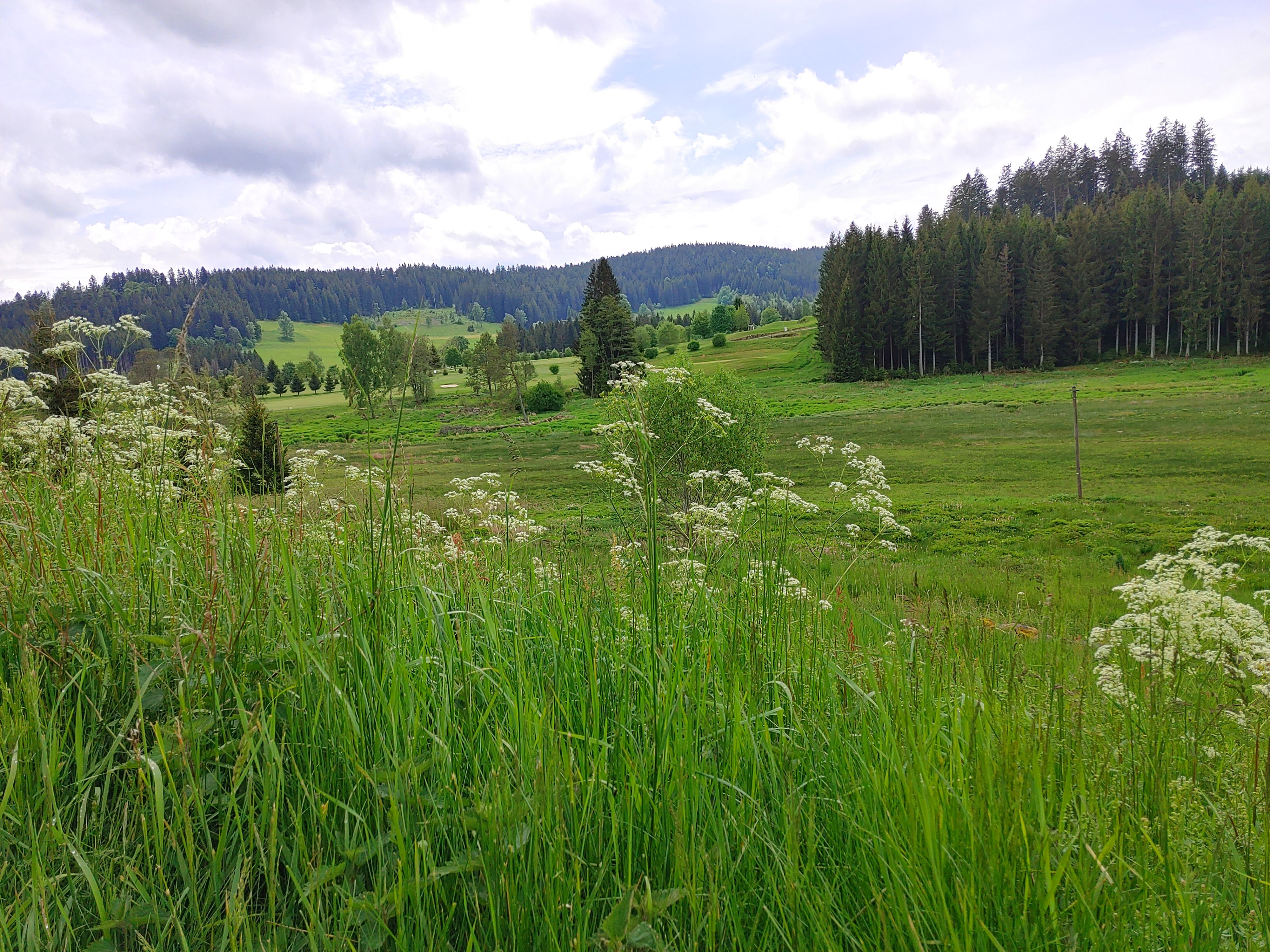 ... und als Hintergrund der Hochschwarzwald