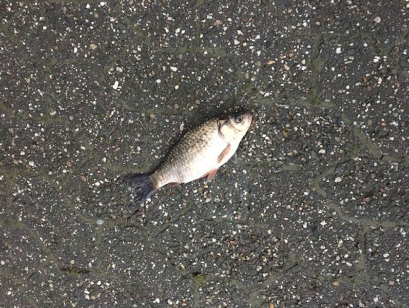 GC Bergisch Land Wuppertal e.V.: Karpfen auf den Parkplatz gespült