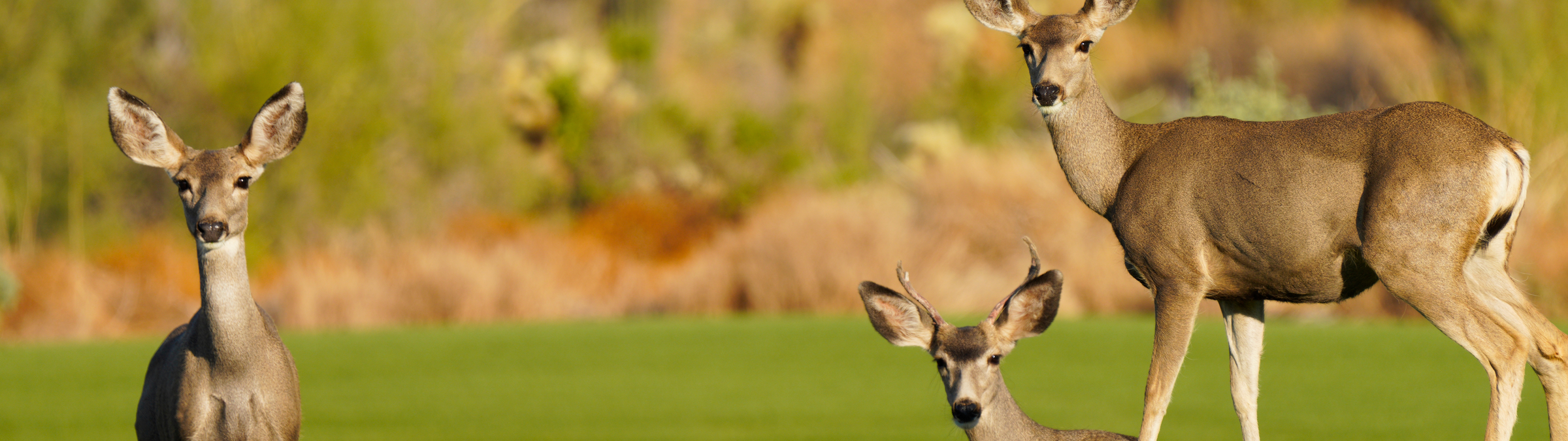 Auf Golfplätze halten sich nicht nur Golfende gerne auf ... Auf Golfplätze halten sich nicht nur Golfende gerne auf ...